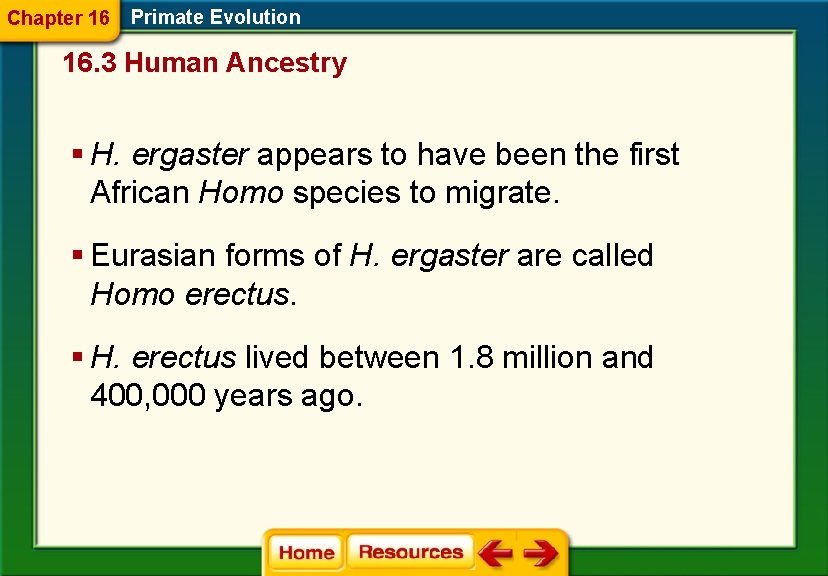 Chapter 16 Primate Evolution 16. 3 Human Ancestry § H. ergaster appears to have