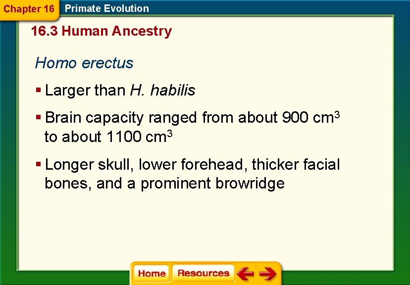 Chapter 16 Primate Evolution 16. 3 Human Ancestry Homo erectus § Larger than H.