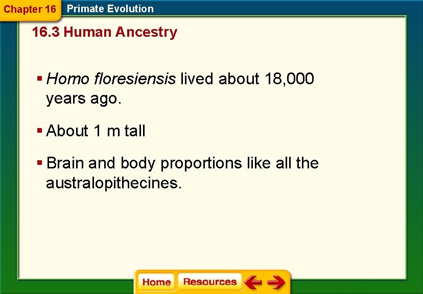 Chapter 16 Primate Evolution 16. 3 Human Ancestry § Homo floresiensis lived about 18,
