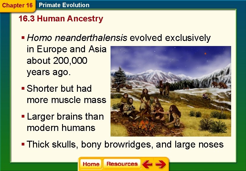 Chapter 16 Primate Evolution 16. 3 Human Ancestry § Homo neanderthalensis evolved exclusively in