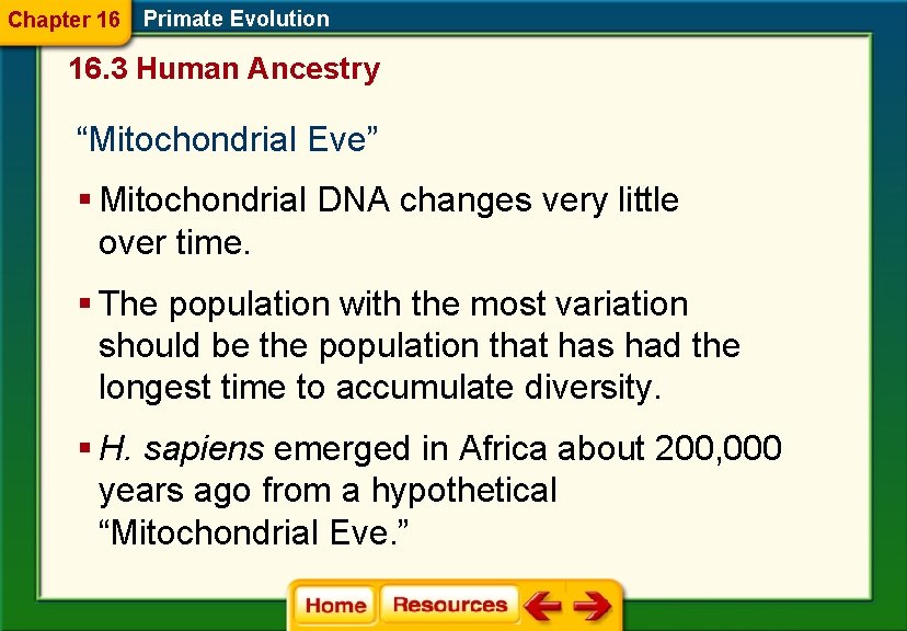 Chapter 16 Primate Evolution 16. 3 Human Ancestry “Mitochondrial Eve” § Mitochondrial DNA changes