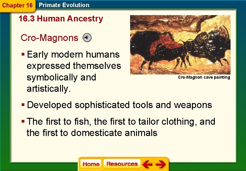 Chapter 16 Primate Evolution 16. 3 Human Ancestry Cro-Magnons § Early modern humans expressed