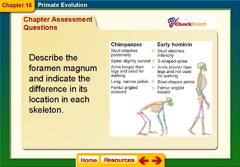 Chapter 16 Primate Evolution Chapter Assessment Questions Describe the foramen magnum and indicate the