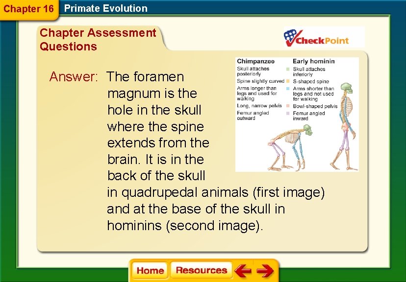 Chapter 16 Primate Evolution Chapter Assessment Questions Answer: The foramen magnum is the hole