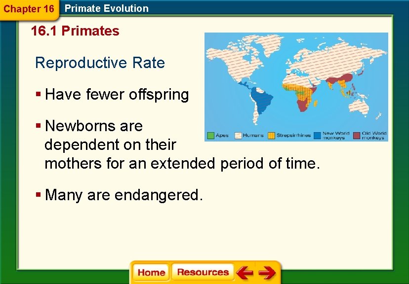 Chapter 16 Primate Evolution 16. 1 Primates Reproductive Rate § Have fewer offspring §