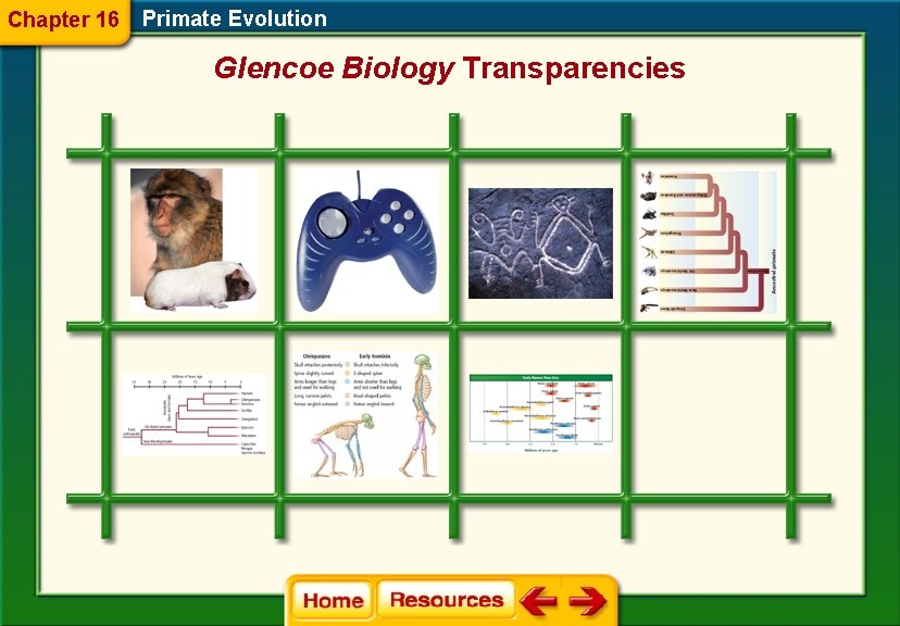 Chapter 16 Primate Evolution Glencoe Biology Transparencies 