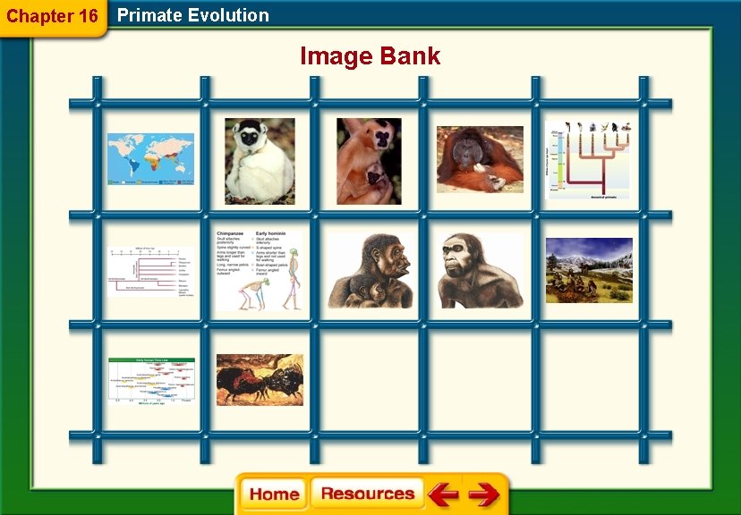 Chapter 16 Primate Evolution Image Bank 