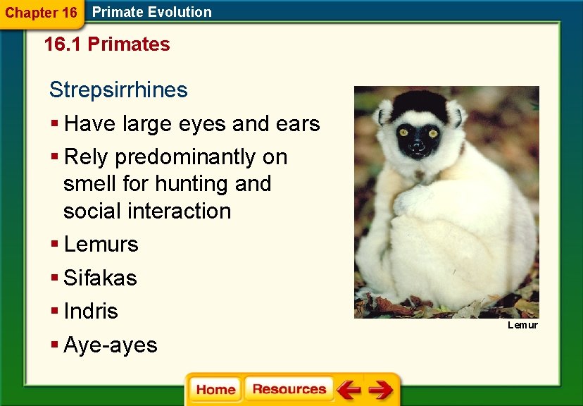 Chapter 16 Primate Evolution 16. 1 Primates Strepsirrhines § Have large eyes and ears