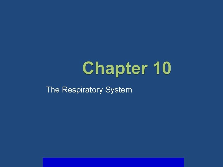 The Respiratory System 