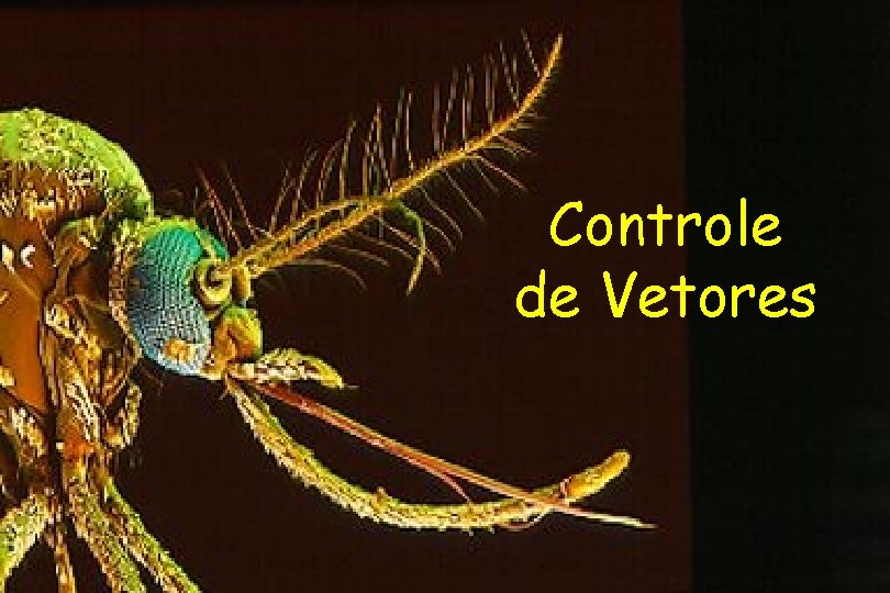 Controle de Vetores 