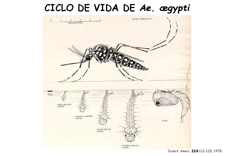 CICLO DE VIDA DE Ae. ægypti Scient. Amer. , 218: 112 -120, 1978 