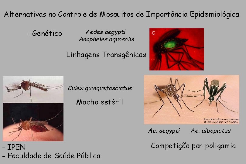 Alternativas no Controle de Mosquitos de Importância Epidemiológica - Genético Aedes aegypti Anopheles aquasalis