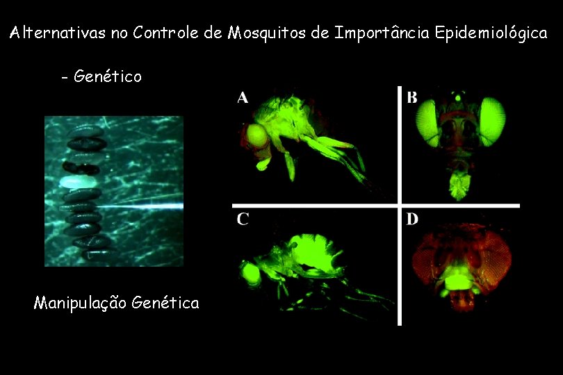 Alternativas no Controle de Mosquitos de Importância Epidemiológica - Genético Manipulação Genética 