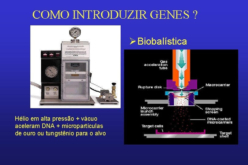 COMO INTRODUZIR GENES ? ØBiobalística Hélio em alta pressão + vácuo aceleram DNA +