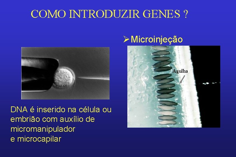 COMO INTRODUZIR GENES ? ØMicroinjeção Agulha DNA é inserido na célula ou embrião com