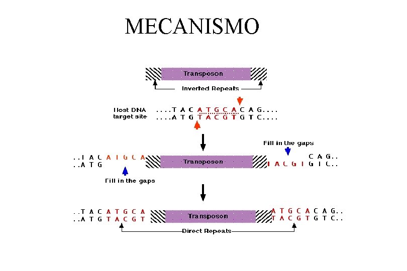 MECANISMO 