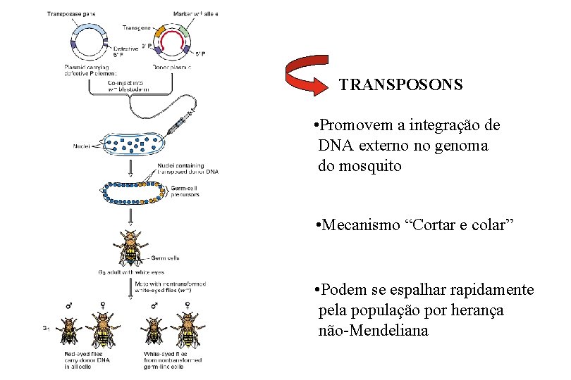 TRANSPOSONS • Promovem a integração de DNA externo no genoma do mosquito • Mecanismo