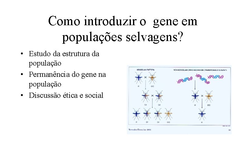 Como introduzir o gene em populações selvagens? • Estudo da estrutura da população •