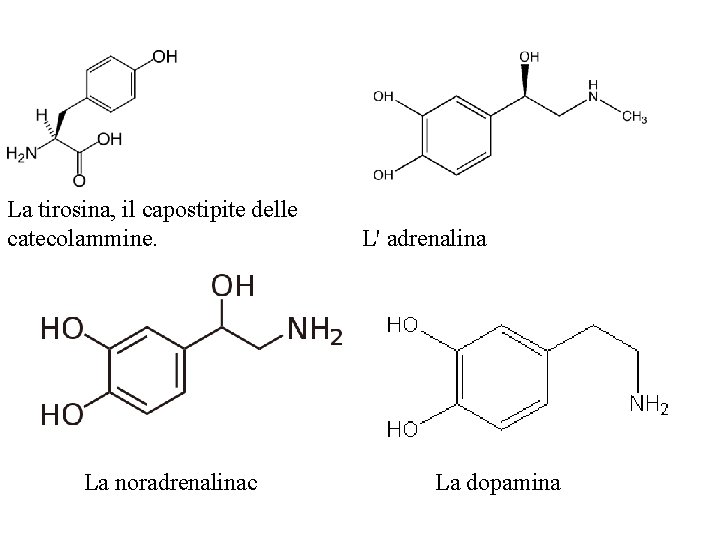 La tirosina, il capostipite delle catecolammine. La noradrenalinac L' adrenalina La dopamina 