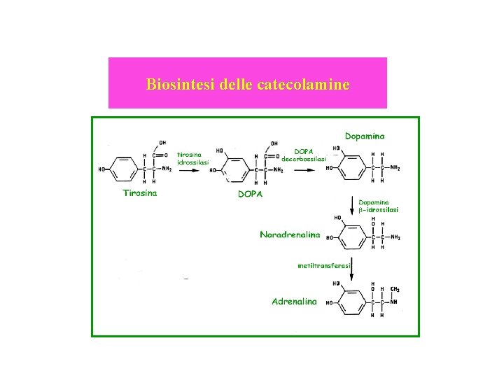 Biosintesi delle catecolamine 