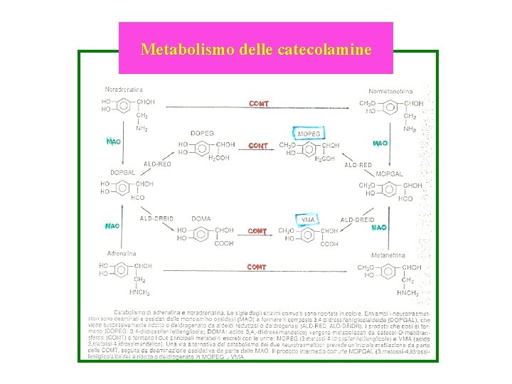 Metabolismo delle catecolamine 