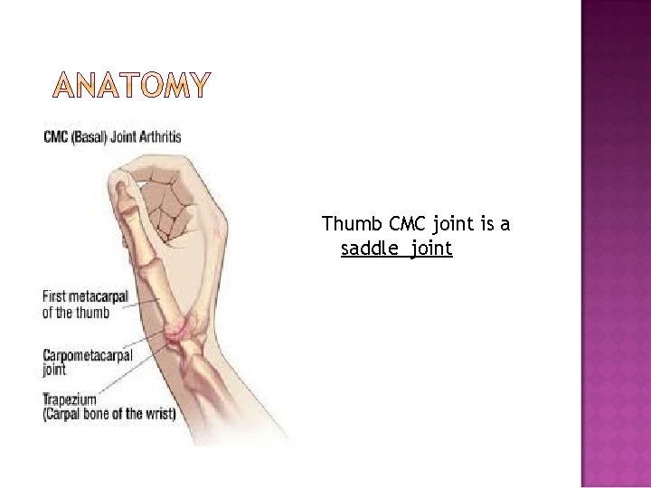 Thumb CMC joint is a saddle joint 