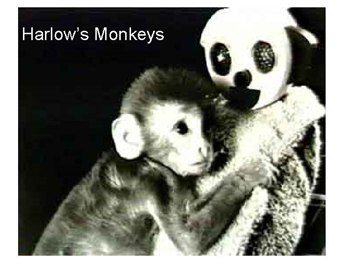Harlow’s Monkeys 