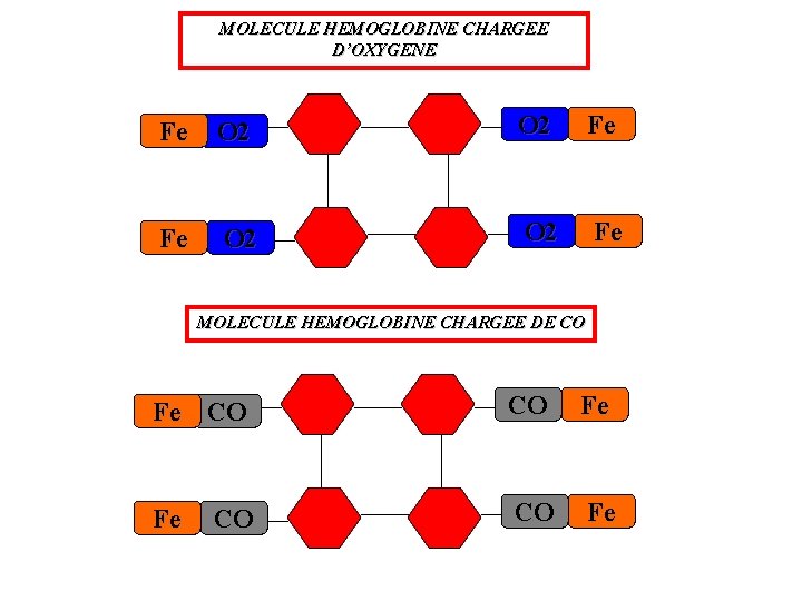 MOLECULE HEMOGLOBINE CHARGEE D’OXYGENE Fe O 2 O 2 Fe MOLECULE HEMOGLOBINE CHARGEE DE