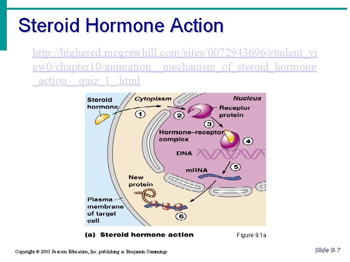 Steroid Hormone Action http: //highered. mcgrawhill. com/sites/0072943696/student_vi ew 0/chapter 10/animation__mechanism_of_steroid_hormone _action__quiz_1_. html Figure 9.