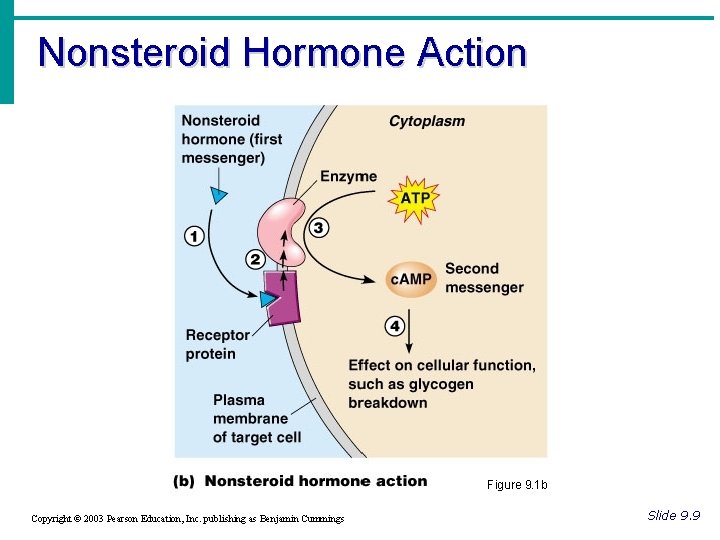 Nonsteroid Hormone Action Figure 9. 1 b Copyright © 2003 Pearson Education, Inc. publishing