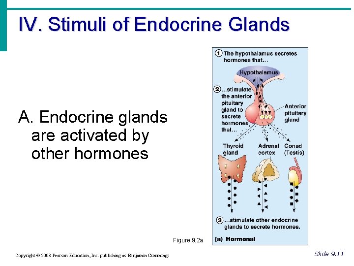 IV. Stimuli of Endocrine Glands A. Endocrine glands are activated by other hormones Figure