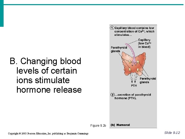 B. Changing blood levels of certain ions stimulate hormone release Figure 9. 2 b