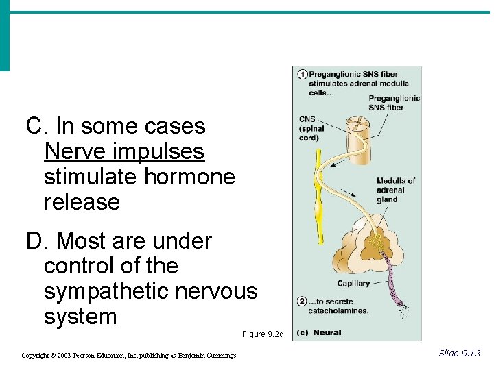 C. In some cases Nerve impulses stimulate hormone release D. Most are under control