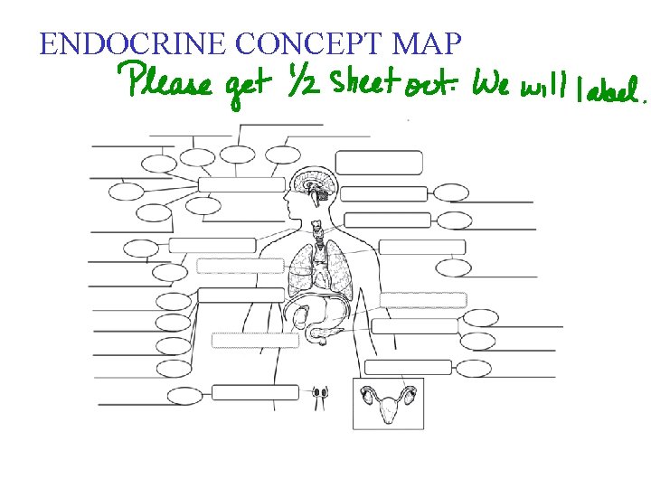 ENDOCRINE CONCEPT MAP 
