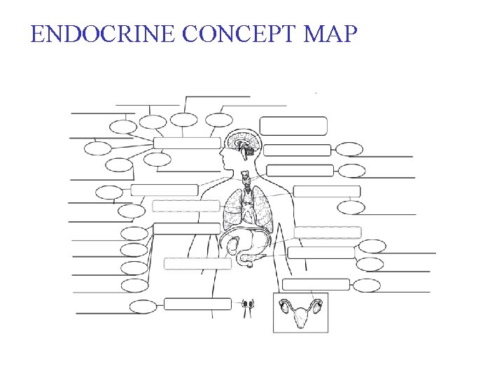ENDOCRINE CONCEPT MAP 