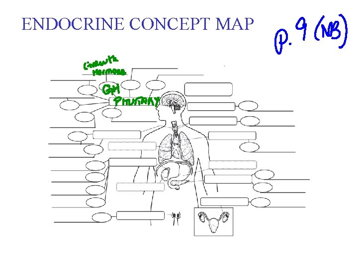 ENDOCRINE CONCEPT MAP 