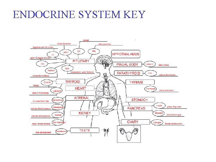 ENDOCRINE SYSTEM KEY 