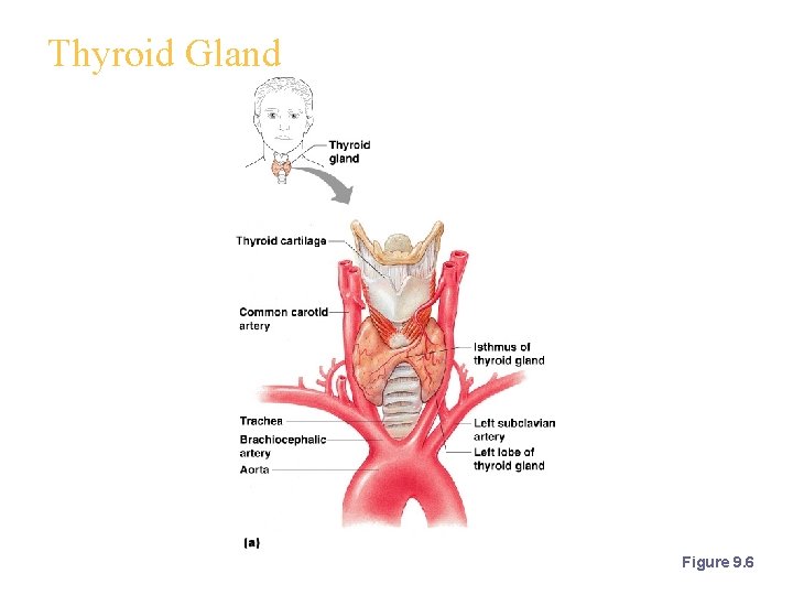 Thyroid Gland Figure 9. 6 
