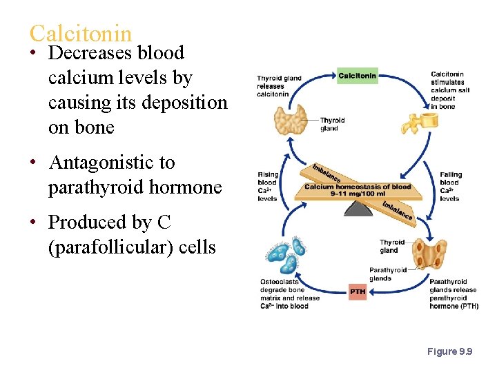 Calcitonin • Decreases blood calcium levels by causing its deposition on bone • Antagonistic