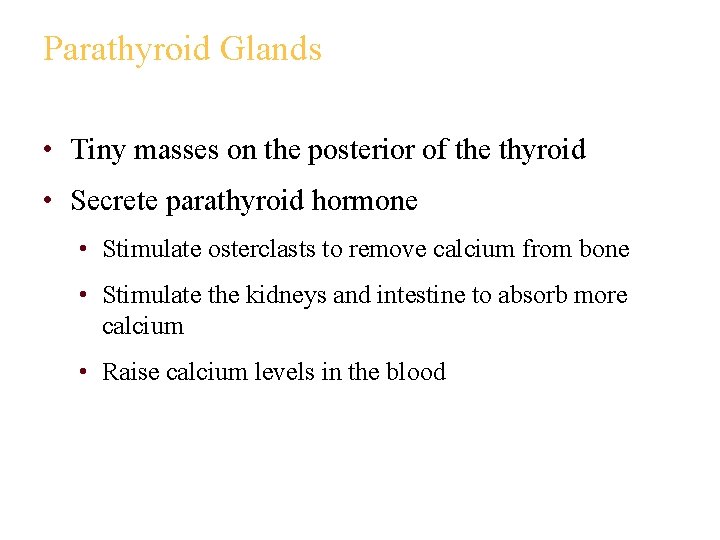 Parathyroid Glands • Tiny masses on the posterior of the thyroid • Secrete parathyroid