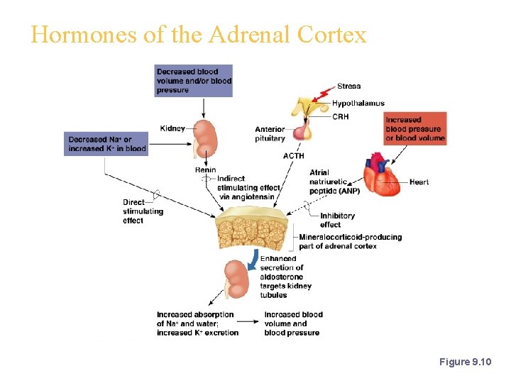 Hormones of the Adrenal Cortex Figure 9. 10 