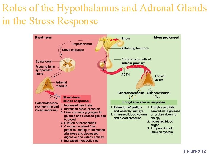 Roles of the Hypothalamus and Adrenal Glands in the Stress Response Figure 9. 12