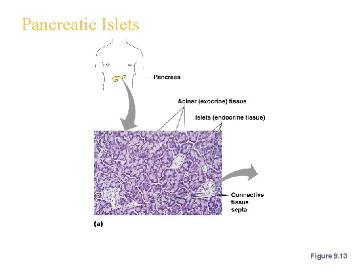 Pancreatic Islets Figure 9. 13 