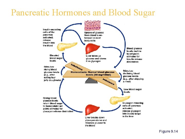 Pancreatic Hormones and Blood Sugar Figure 9. 14 