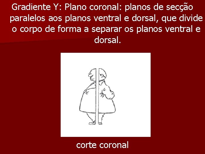 Gradiente Y: Plano coronal: planos de secção paralelos aos planos ventral e dorsal, que