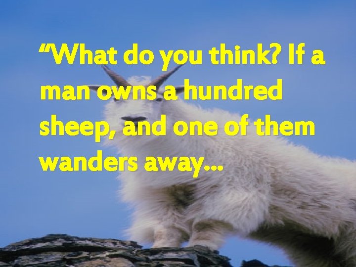 “What do you think? If a man owns a hundred sheep, and one of