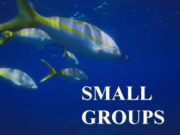 SMALL GROUPS 