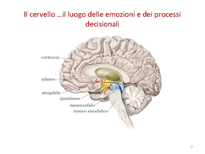 Il cervello …il luogo delle emozioni e dei processi decisionali 2 