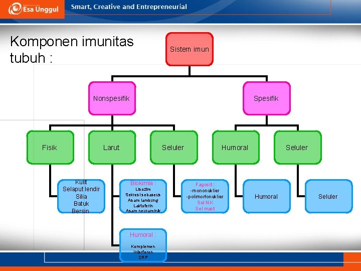 Komponen imunitas tubuh : Sistem imun Nonspesifik Fisik Spesifik Larut Kulit Selaput lendir Silia