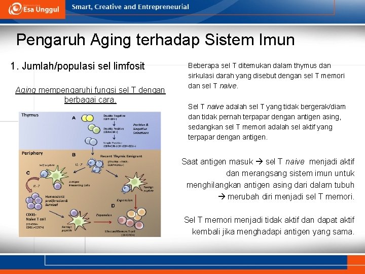 Pengaruh Aging terhadap Sistem Imun 1. Jumlah/populasi sel limfosit Aging mempengaruhi fungsi sel T